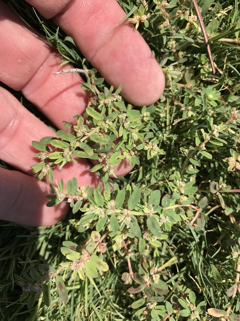 Spotted spurge from 12205 N Tangerine Farms Rd, Marana, AZ, US on