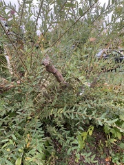 Maytenus boaria