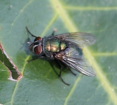 Lucilia ampullacea