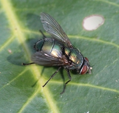 Lucilia ampullacea