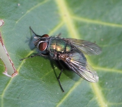 Lucilia ampullacea