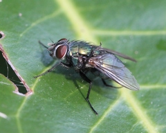 Lucilia ampullacea