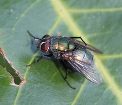 Lucilia ampullacea