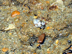 Echinolittorina aspera