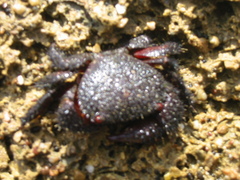 Eriphides hispida