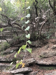Vitis