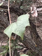Vitis