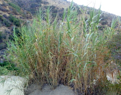 Arundo
