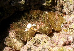 Actinostella bradleyi