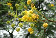 Vachellia