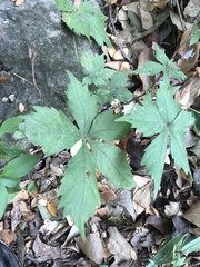 Parthenocissus quinquefolia