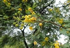 Vachellia