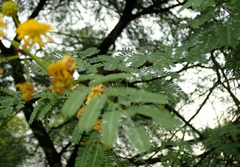 Vachellia