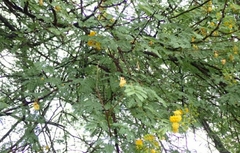 Vachellia