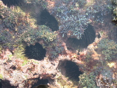 Echinometra vanbrunti