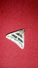 Grammodes geometrica