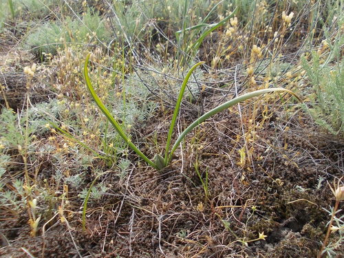 Image of Cólquico De Otoño (Colchicum laetum) by (c) Konstantin Grebennikov, some rights reserved (CC BY)