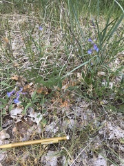 Penstemon cyananthus