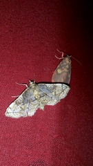Omphisa
