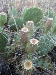 Opuntia cymochila