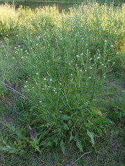 Centaurea chartolepis