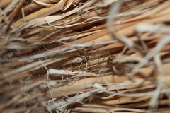 Nephilingis cruentata