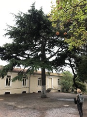 Cedrus libani
