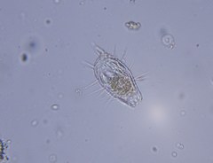 Euglypha