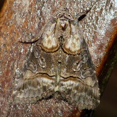 Abrostola asclepiadis