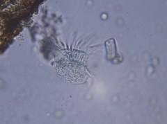 Spirotrichea