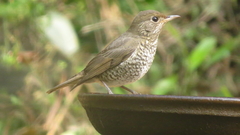 Monticola cinclorhyncha