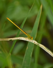 Ceriagrion coromandelianum