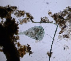 Stentor coeruleus