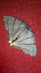 Orudiza protheclaria