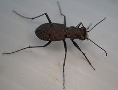 Apterodela unipunctata