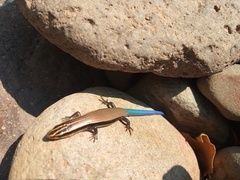 Plestiodon callicephalus