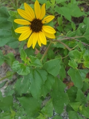 Helianthus debilis image
