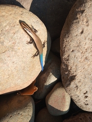 Plestiodon callicephalus