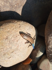 Plestiodon callicephalus