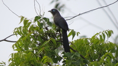 Phaenicophaeus viridirostris