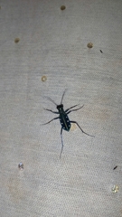 Cicindela flavomaculata