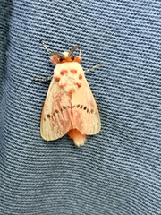 Trosia nigropunctigera