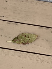 Magnoliopsida
