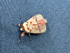 Trosia nigropunctigera