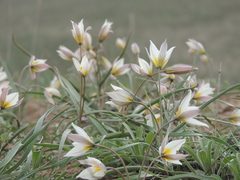 Tulipa biflora