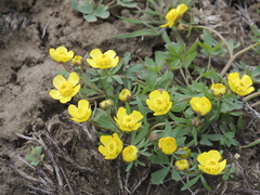 Ranunculus polyrhizos