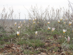 Tulipa biflora