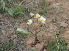 Tulipa biflora