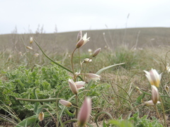 Tulipa biflora