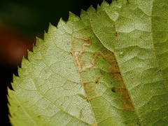 Stigmella tiliae